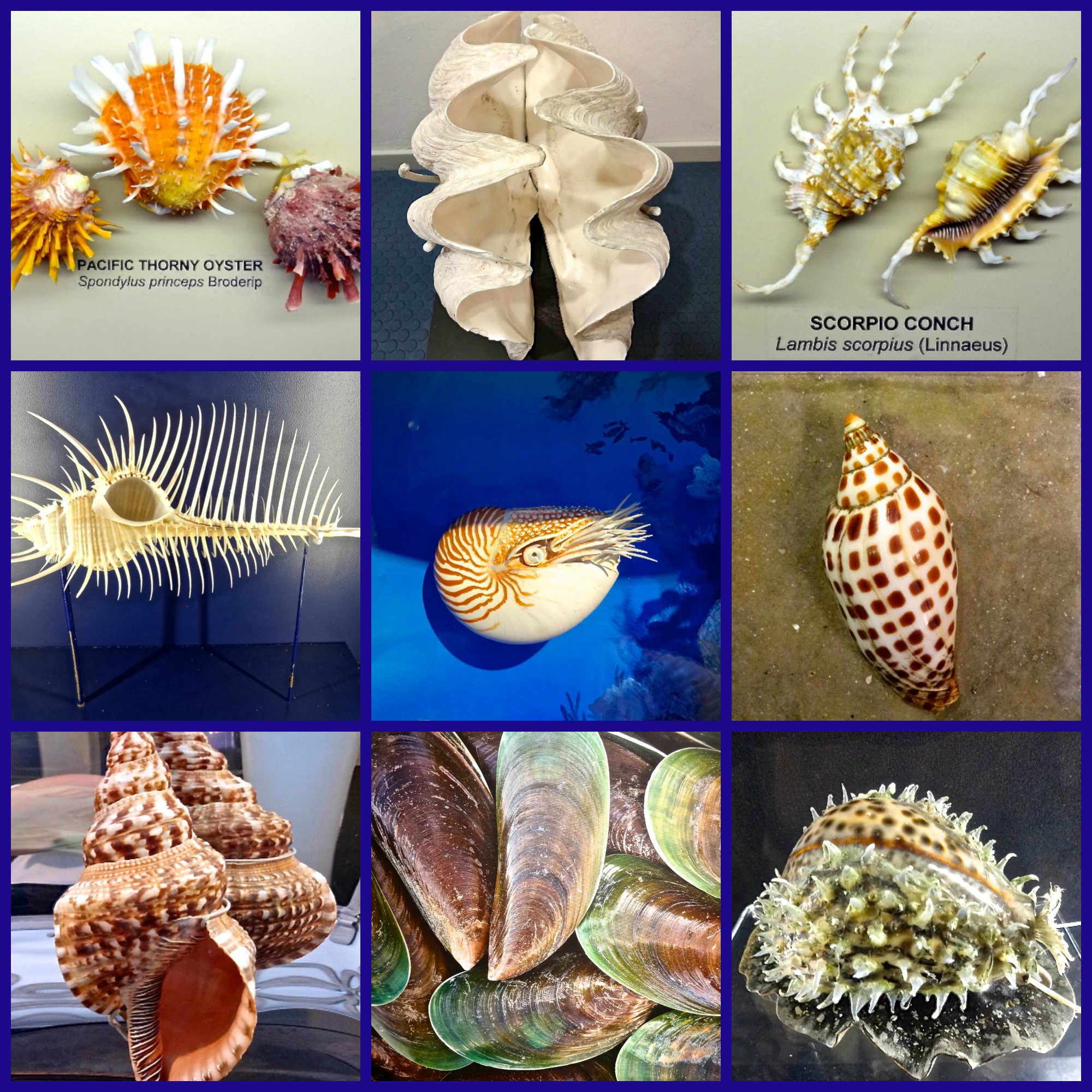 Monkey Shells Shells at Bailey Matthews – FunAndFork