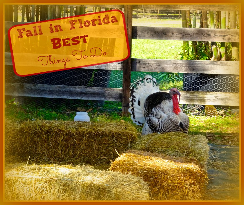 Fall in Florida: Best Things To Do