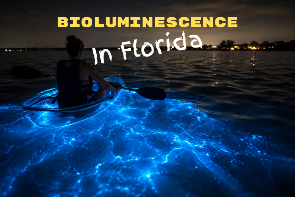 The Rise of Bioluminescence in Florida: Why Everyone Wants to See the Water Glow